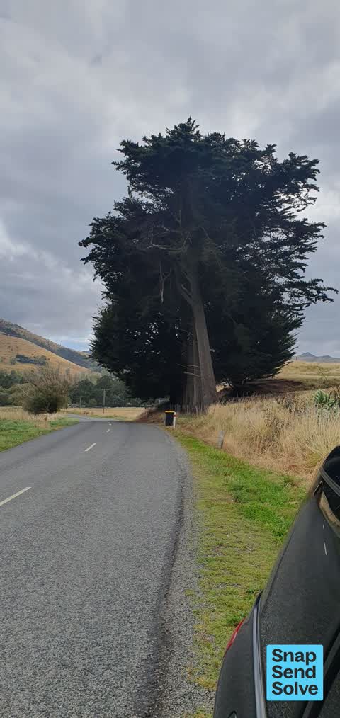 Trees - General, a report photo