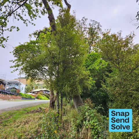 Overgrown Vegetation, a report photo