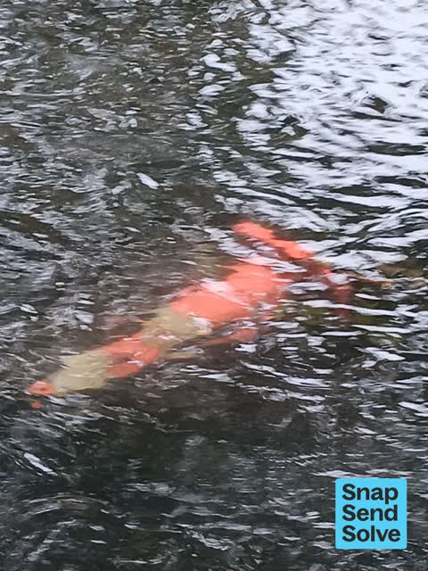 Dumped Rubbish — a report photo