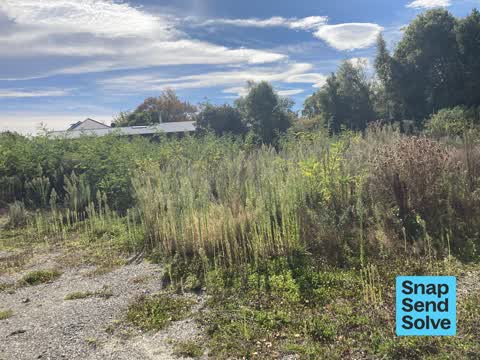 Overgrown Vegetation, a report photo