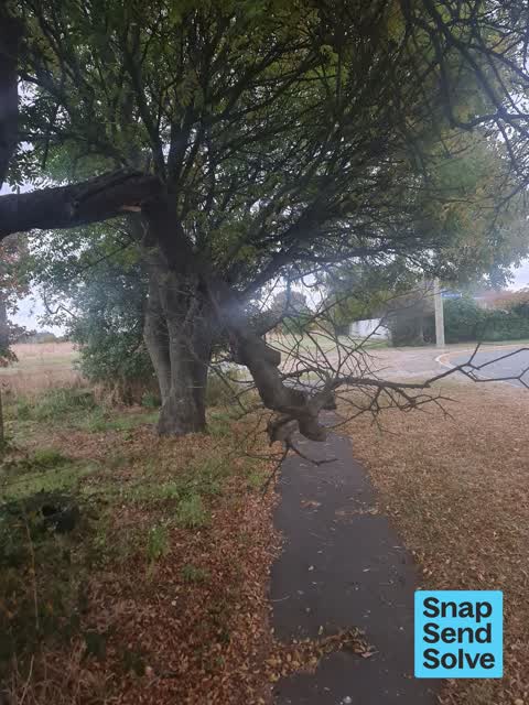 Overgrown Vegetation, a report photo