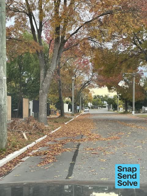 Fallen Tree, a report photo