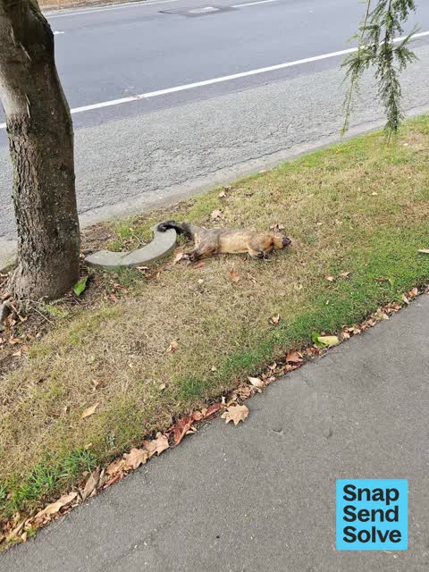 Animal - Deceased, a report photo