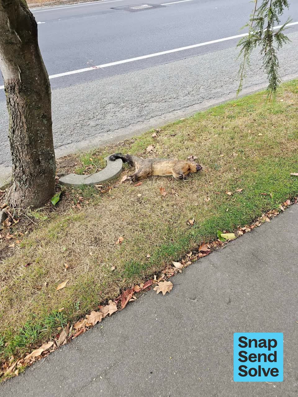 The photograph attached to this animal - deceased report