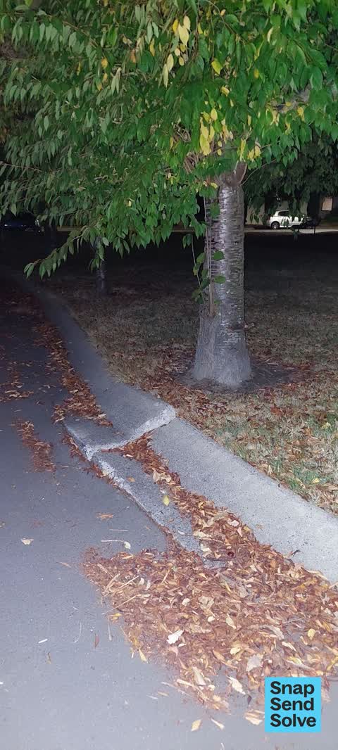 Trees - General, a report photo
