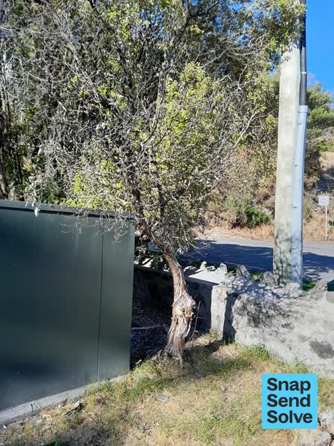 Trees - General, a report photo