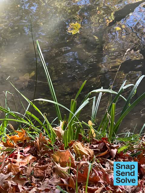 Overgrown Vegetation, a report photo