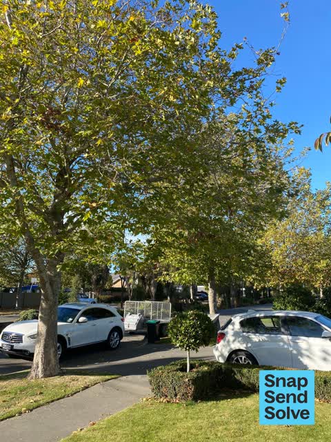 Trees - General, a report photo