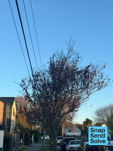 Trees - General, a report photo