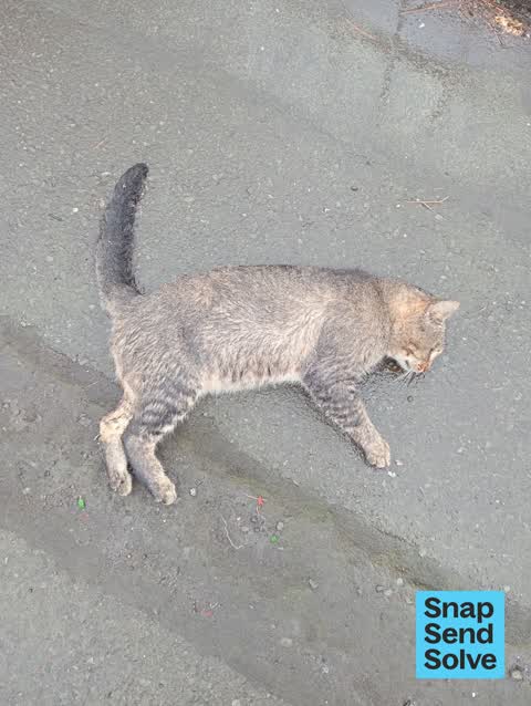 Animal - Deceased, a report photo