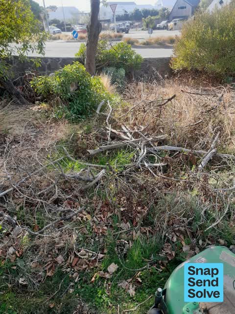 Trees - General, a report photo