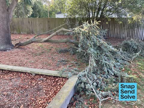 Trees - General — a report photo