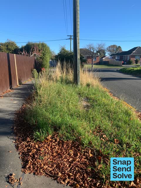 Overgrown Vegetation, a report photo