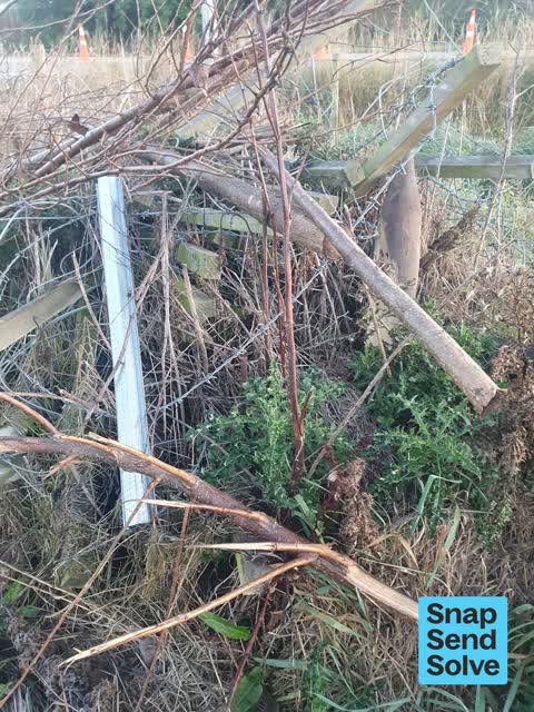 Overgrown Vegetation, a report photo