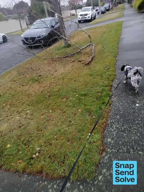 Fallen Tree, a report photo
