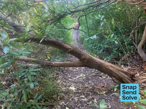 Fallen Tree, a report photo