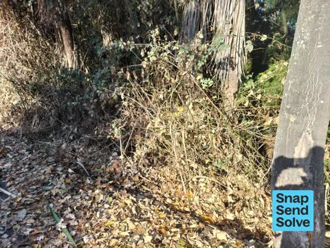 Overgrown Vegetation, a report photo