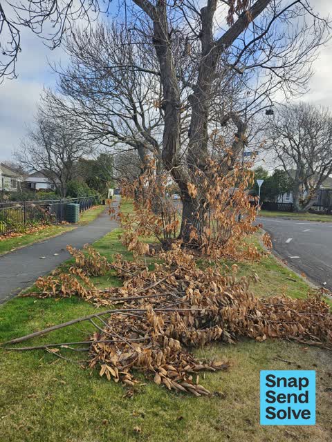 Fallen Tree, a report photo