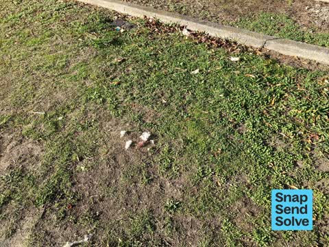 Litter, a report photo