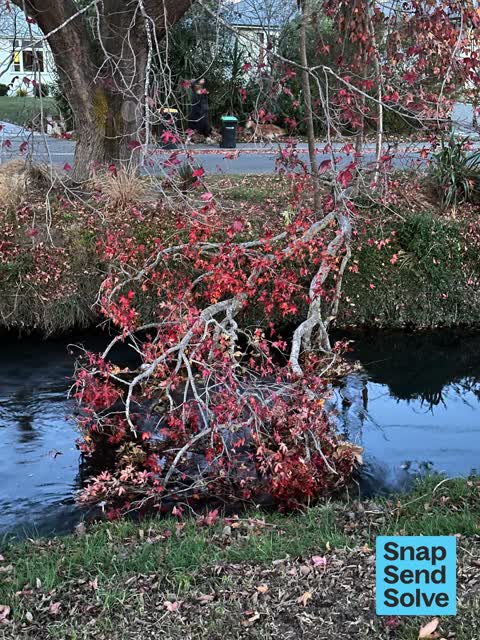 Fallen Tree, a report photo