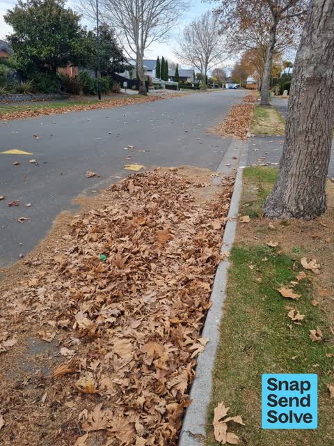 Trees - General, a report photo
