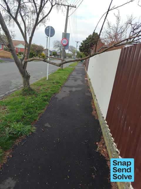 Fallen Tree, a report photo