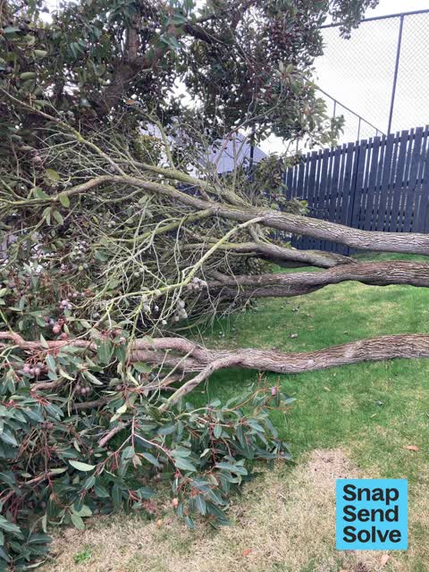 Fallen Tree, a report photo