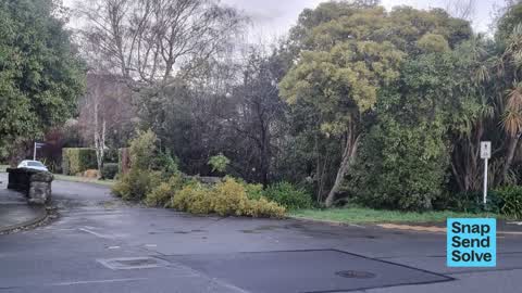 Fallen Tree — a report photo