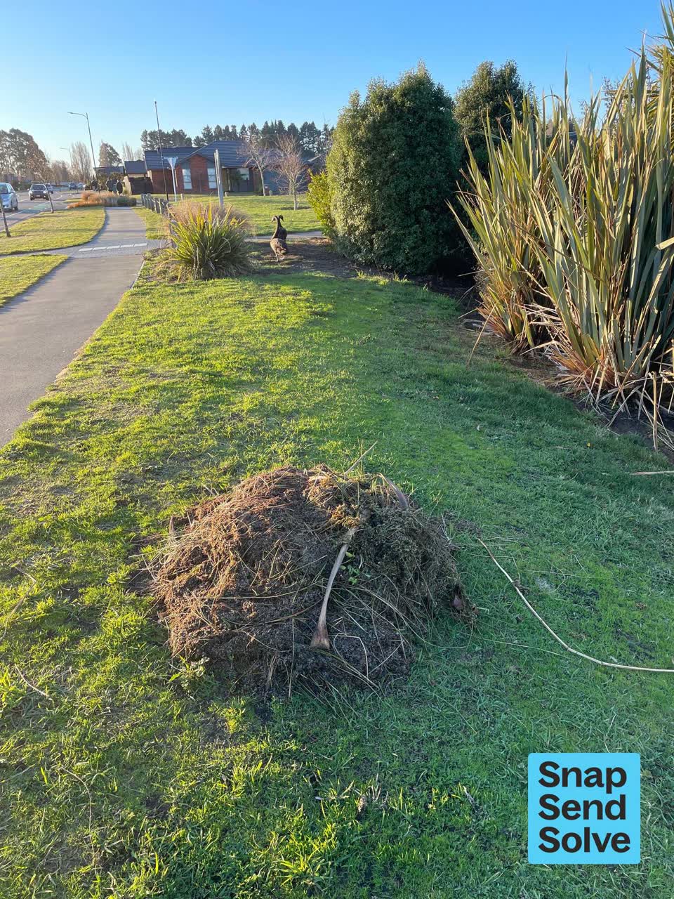 The photograph attached to this overgrown vegetation report