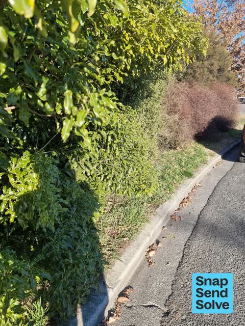 Overgrown Vegetation, a report photo