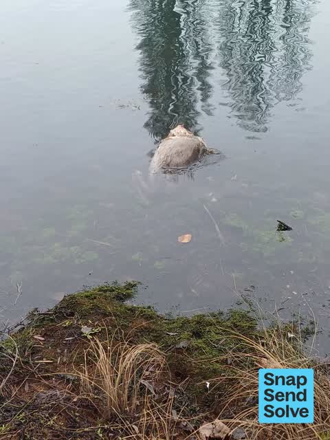 Dumped Rubbish, a report photo