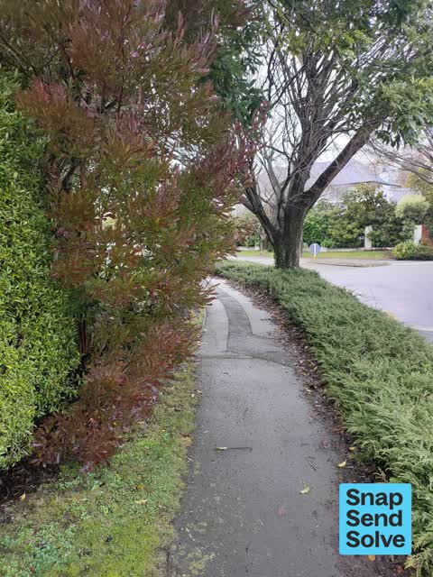 Overgrown Vegetation, a report photo