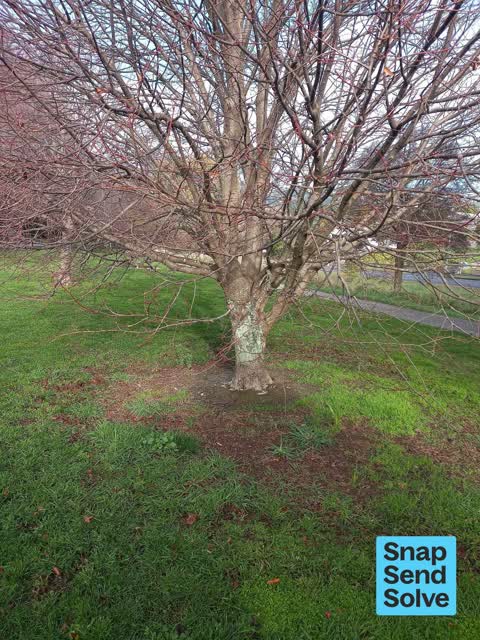 Trees - General — a report photo