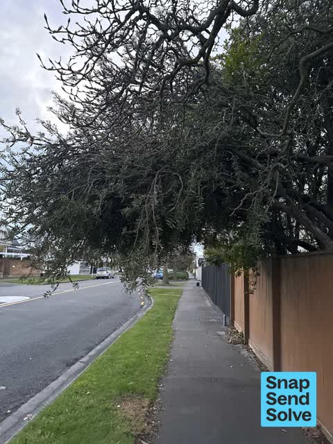 Overgrown Vegetation, a report photo