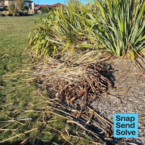 Overgrown Vegetation, a report photo