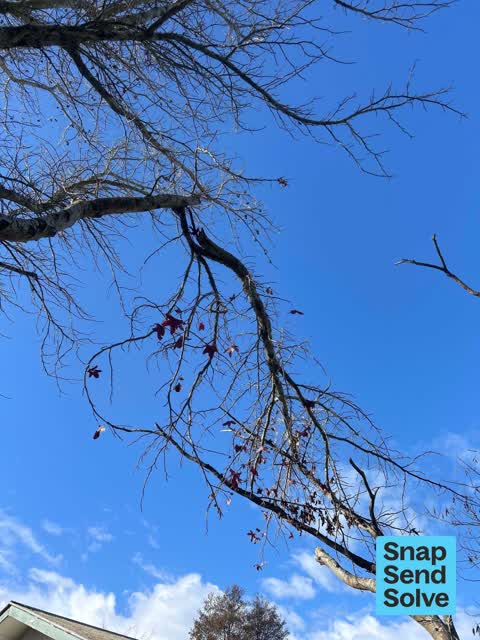 Trees - General, a report photo