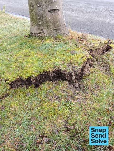 Trees - General, a report photo