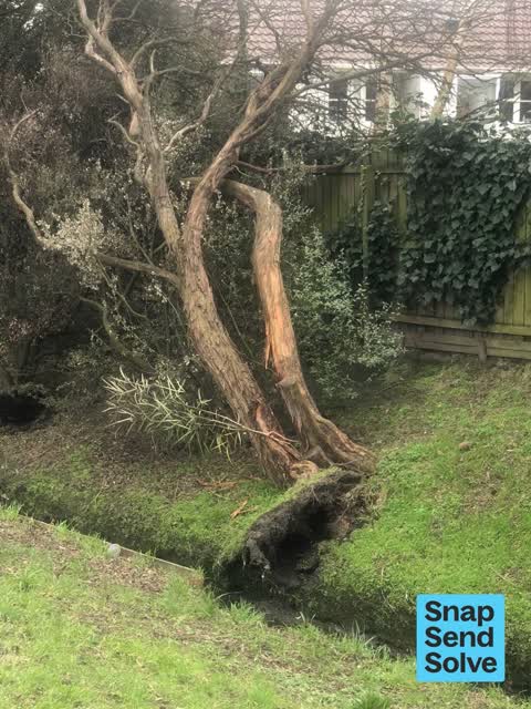 Trees - General, a report photo