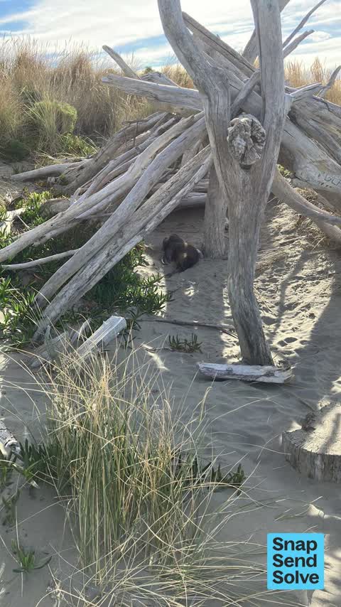 Animal - Deceased, a report photo