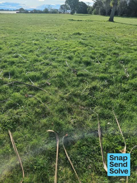 Overgrown Vegetation, a report photo