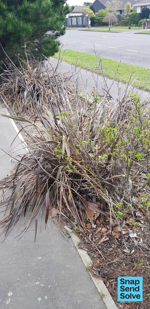 Overgrown Vegetation — a report photo