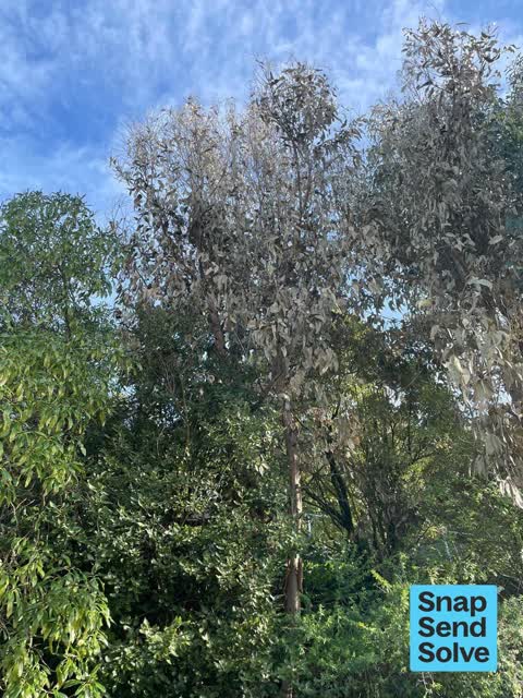 Trees - General, a report photo