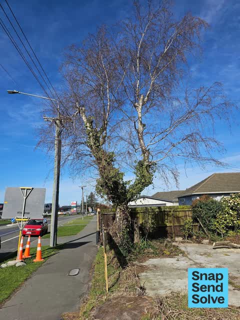 Trees - General, a report photo