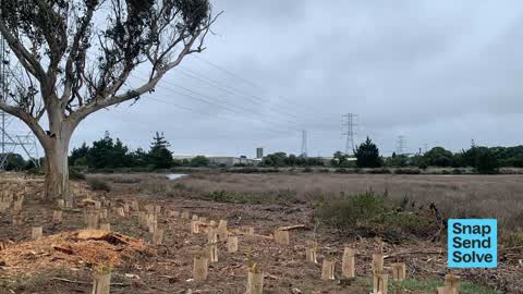 Overgrown Vegetation — a report photo