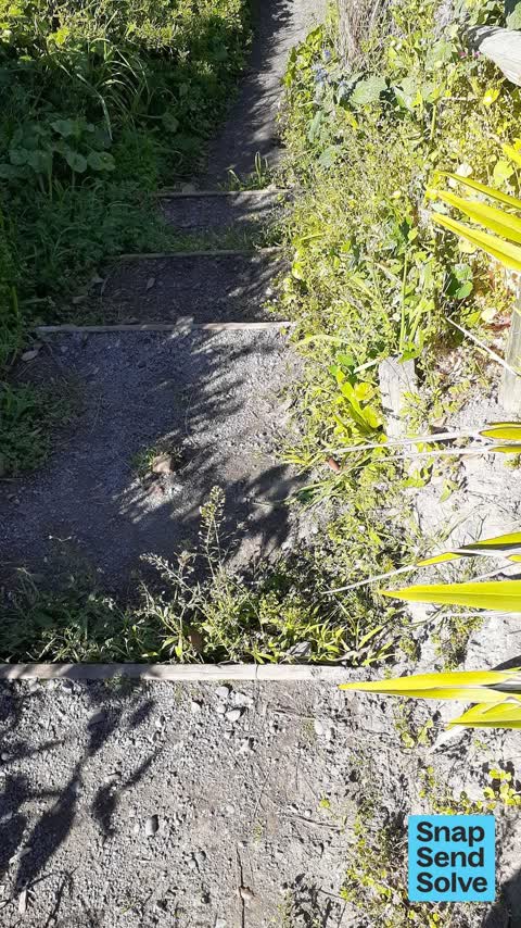 Overgrown Vegetation — a report photo