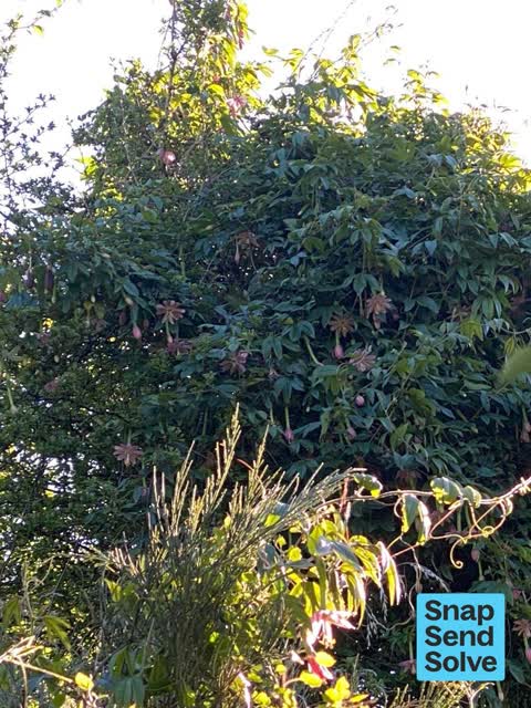 Overgrown Vegetation, a report photo