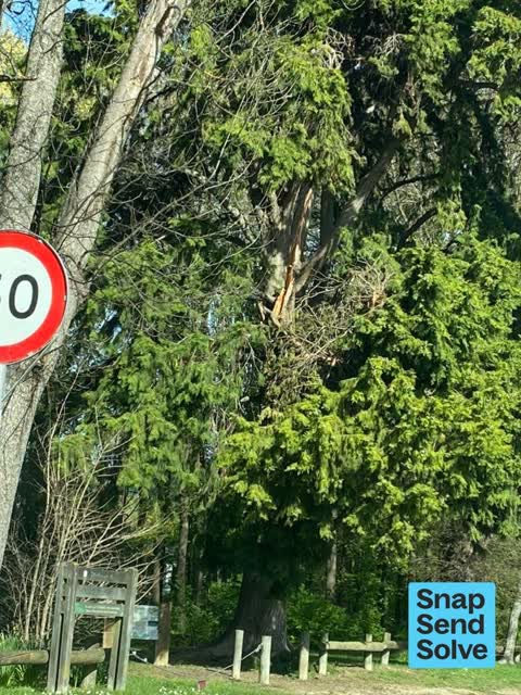 Fallen Tree, a report photo