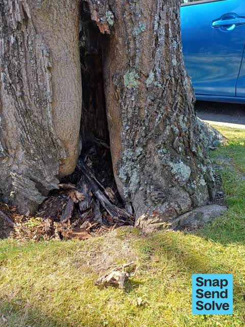 Trees - General, a report photo