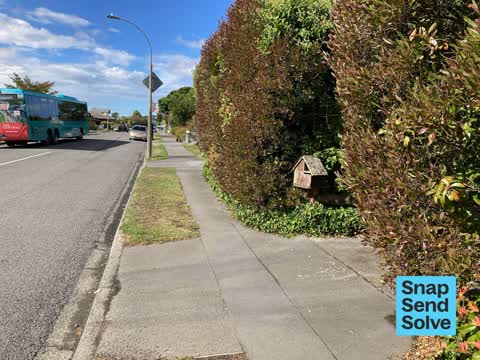 Overgrown Vegetation, a report photo