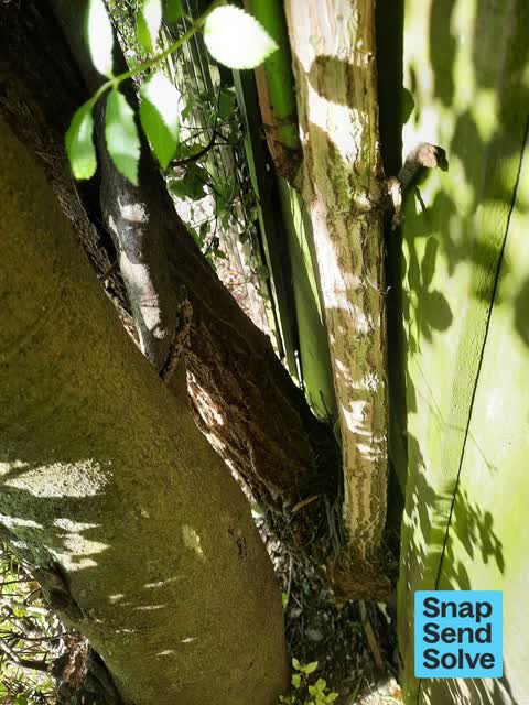 Overgrown Vegetation, a report photo
